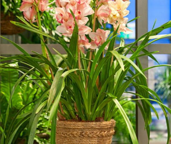 Nhà đẹp nhờ... dây thừng Nhà đẹp nhờ... dây thừng