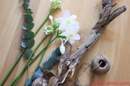 Giấc mơ cành cây